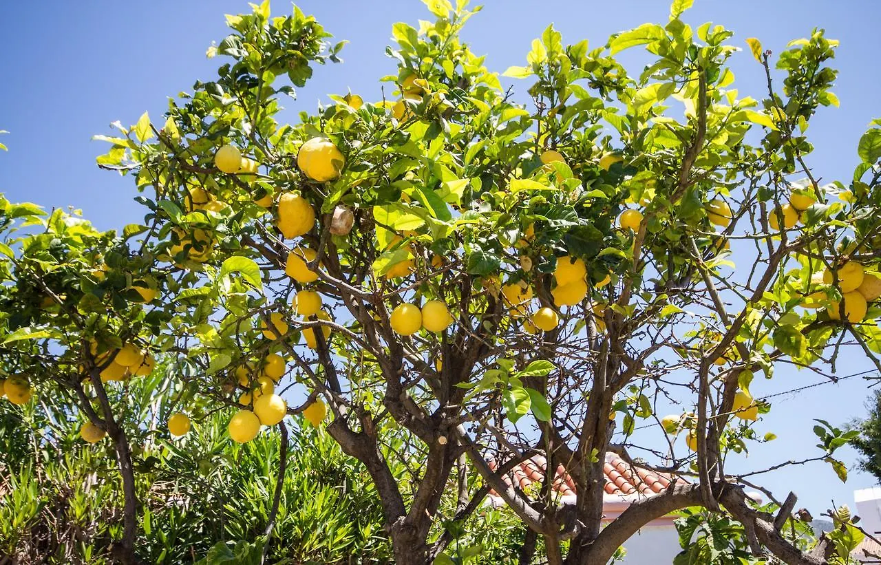 Villa Buena Vista Nerja Canovas 西班牙